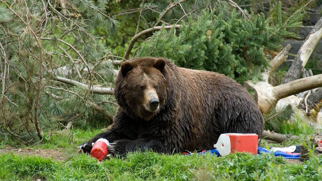 bear raiding campsite
