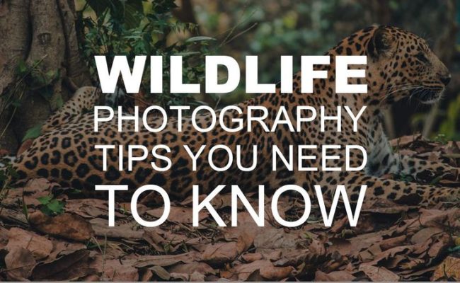Capturing Nature's Wonders: Tips for Wildlife Photography at RV Parks