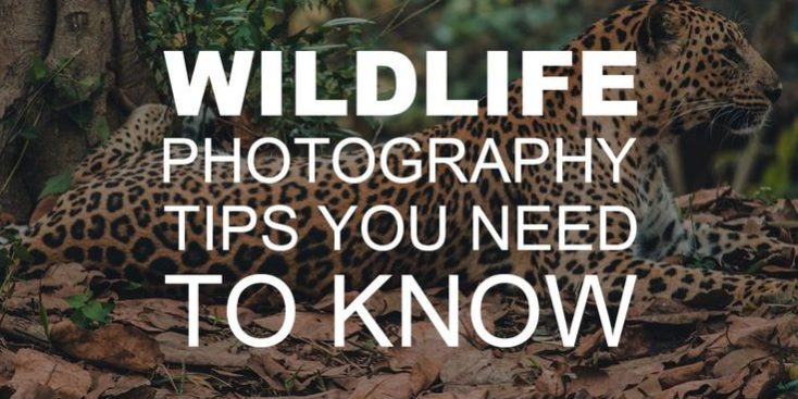 Tips for Wildlife Photography at RV Parks Capturing Nature's Wonders: Tips for Wildlife Photography at RV Parks
