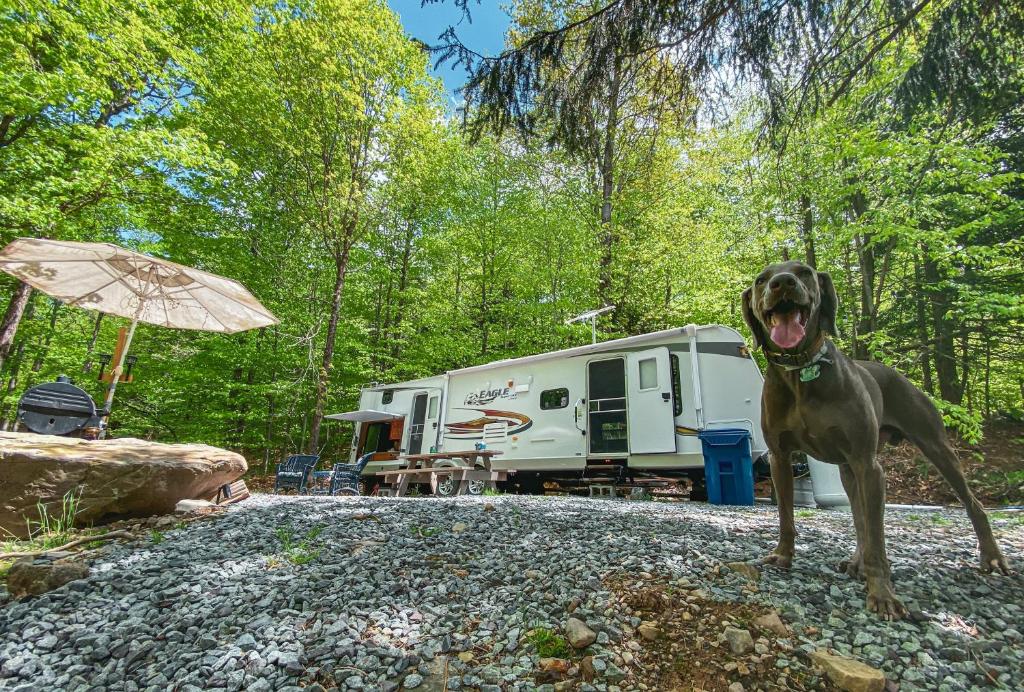 Pet-Friendly Camping at R&R RV Resort What to Know Pet-Friendly Camping at R&R RV Resort: What to Know